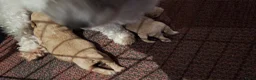 Maltipoo honden te koop: Maltipoo pups. Super mini - Advertentie 6