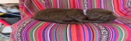 Labradoodle honden te koop: Super fijne multigen half Australian doodles🥰 - Advertentie 8