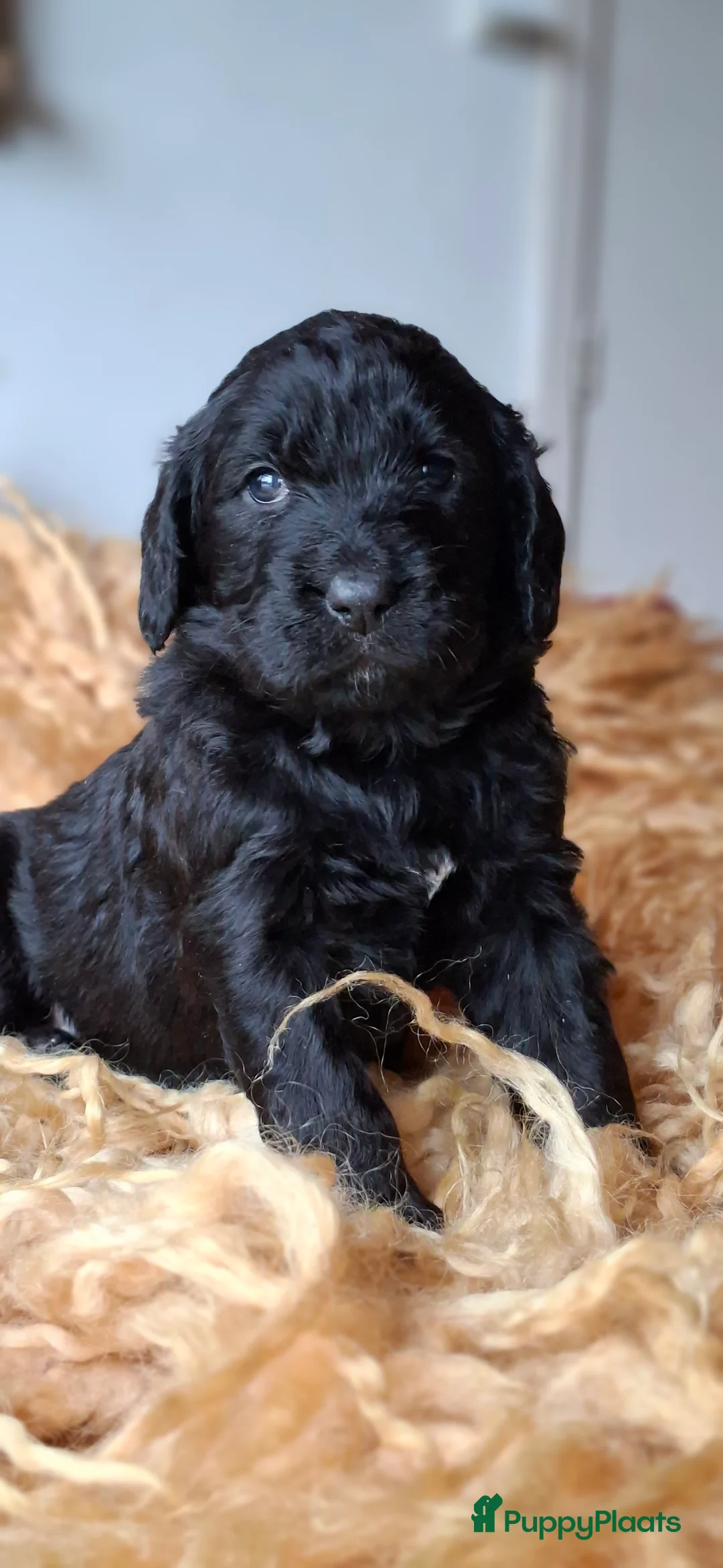 Kruising honden te koop: Labradoodle x Bloedhond / Zwitserse Senner pups - Advertentie 15