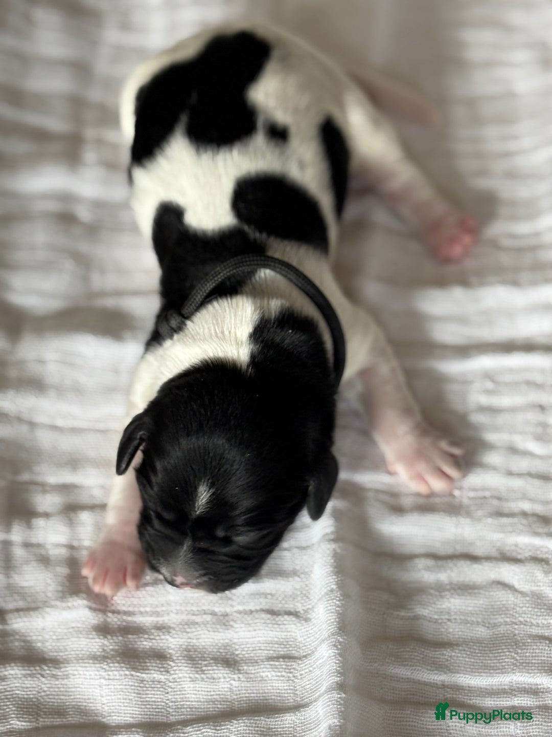 Friese Stabij honden te koop: Puppies Friese Stabij - Advertentie 6