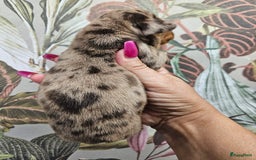 Teckel (korthaar)  honden te koop: De allermooiste dwergteckel pupjes!! - Afbeelding 9