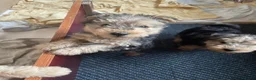 Lakeland Terriër honden te koop: Mooie Lakeland Terrier pups - Advertentie 1