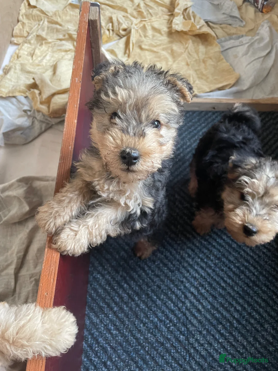 Lakeland Terriër honden te koop: Mooie Lakeland Terrier pups - Advertentie 1