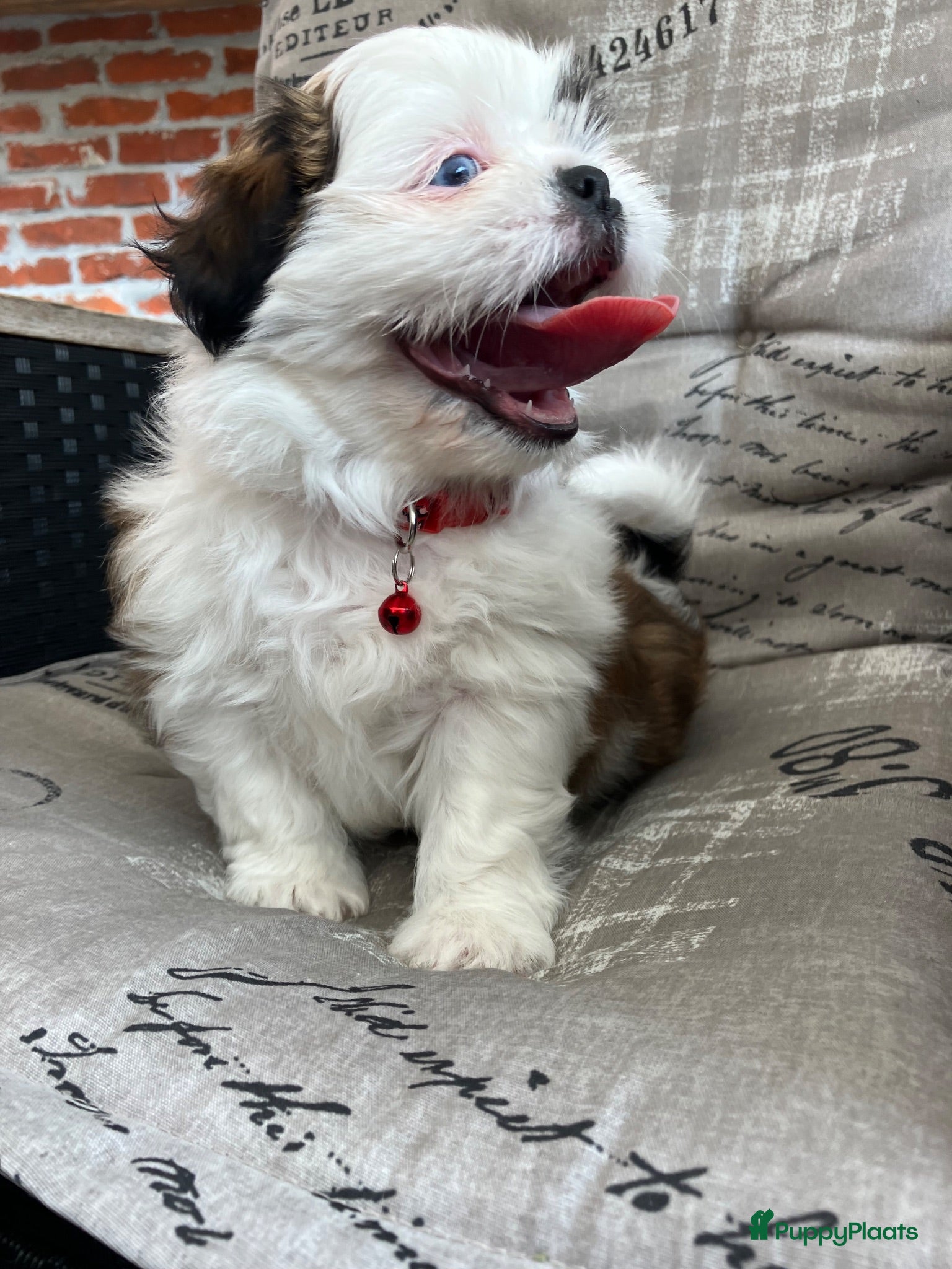 Shih Tzu honden Nog 1 teefje beschikbaar  - Advertentie 11