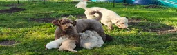 Spaanse Waterhond honden te koop: Echte schip-pups vanaf het Lauwersmeer! 🐾⛵ - Advertentie 4