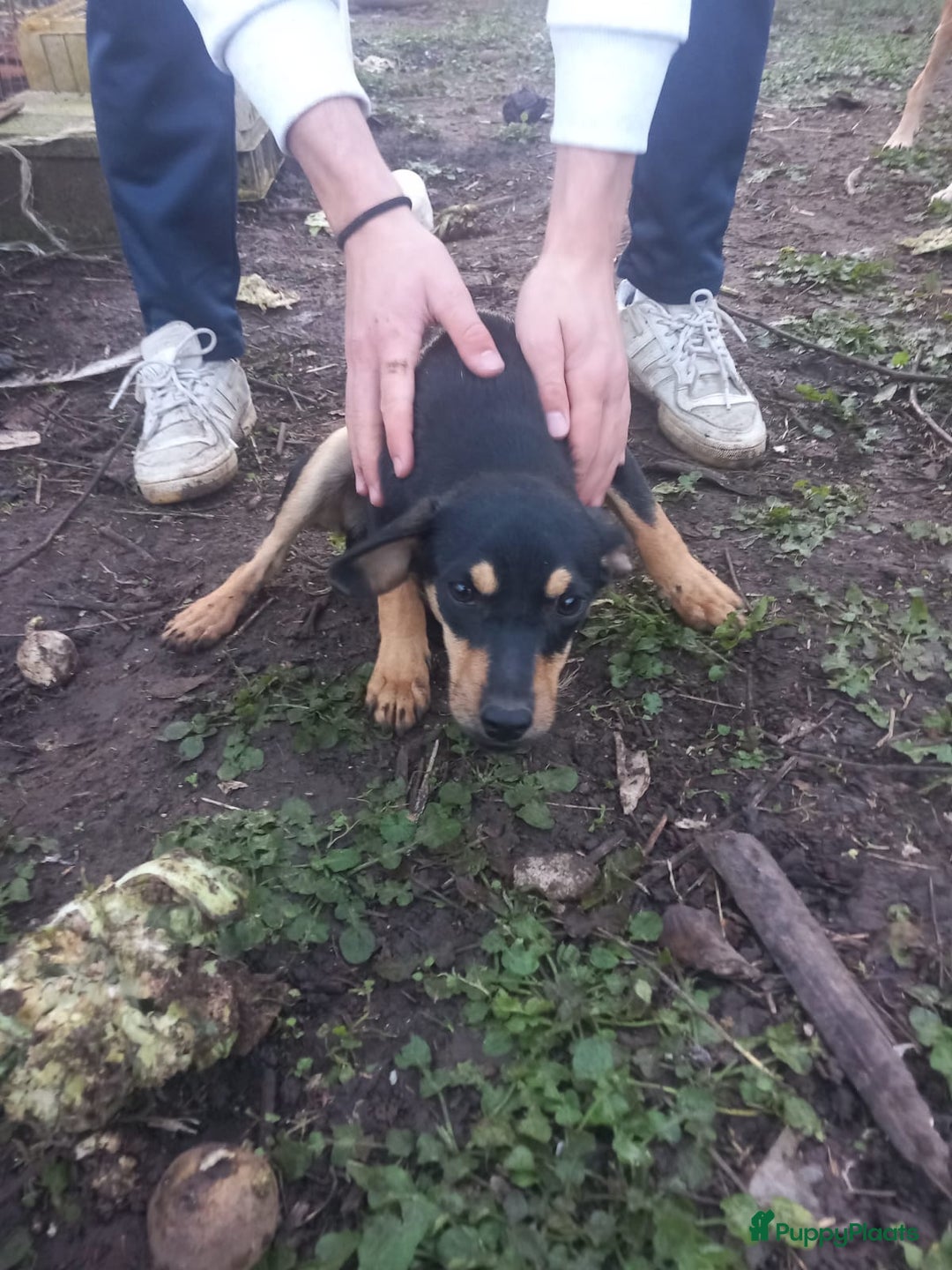 Kruising honden te koop: Lady italiaanse pup zoekt baasje - Advertentie 3