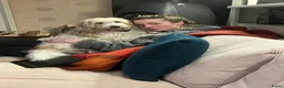 Kruising honden ter dekking: Lieve knuffel reu zoekt lief teefje - Advertentie 4