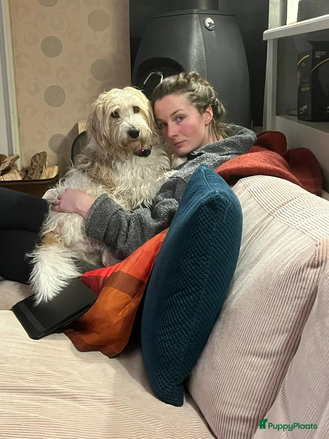 Kruising honden ter dekking: Lieve knuffel reu zoekt lief teefje - Advertentie 4