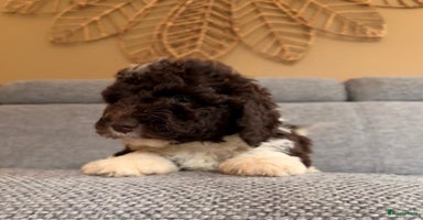 Spaanse Waterhond honden Liefdevolle Spaanse Waterhond  - Advertentie 1