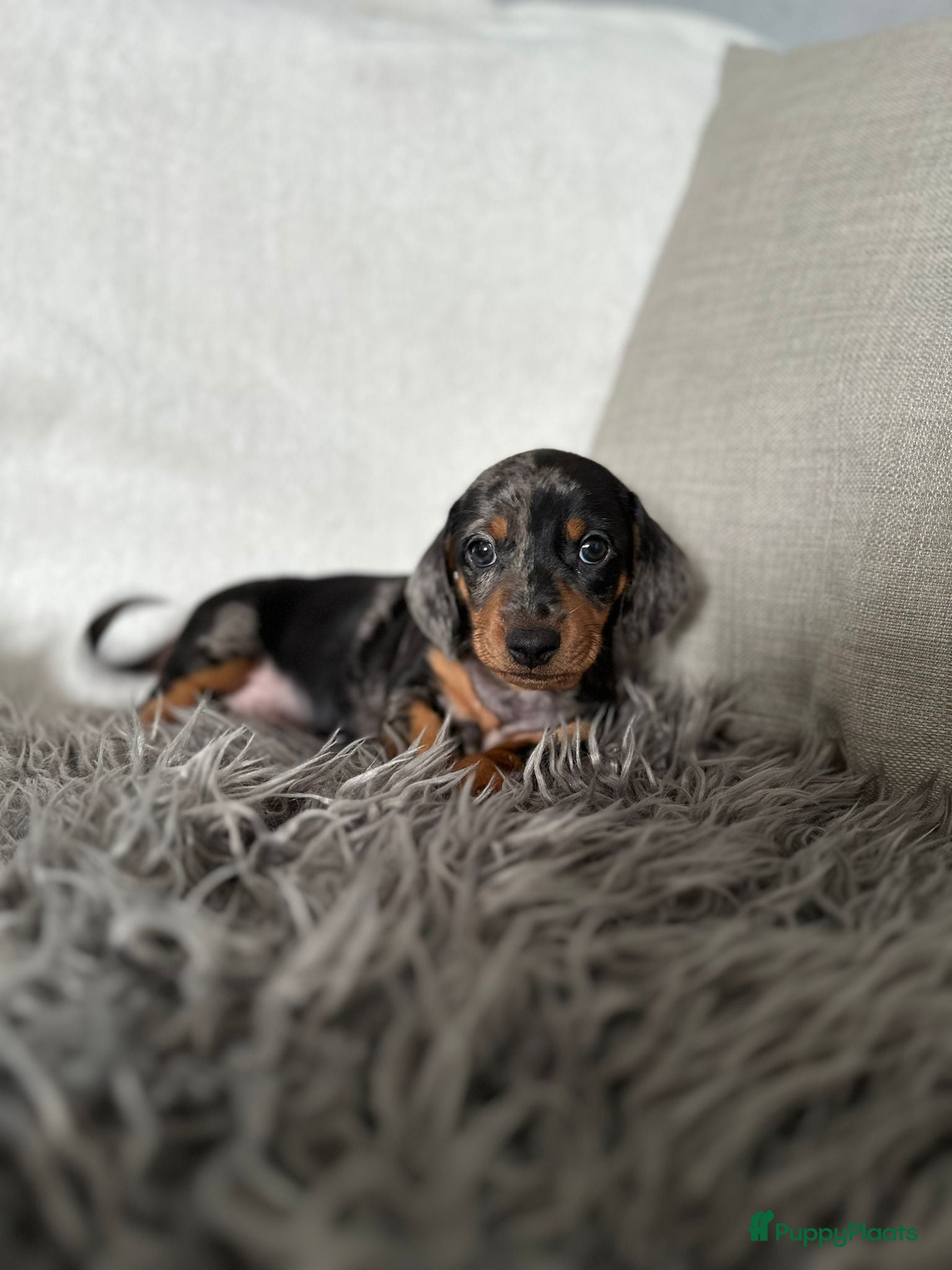 Teckel (korthaar)  honden Kortharige dwergteckels - Advertentie 5