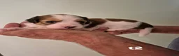 Kooikerhondje honden te koop:  Kooikerhondje puppy's /Kooiker pups, Kooikerhond  in Beek Gem Montferland - Advertentie 5