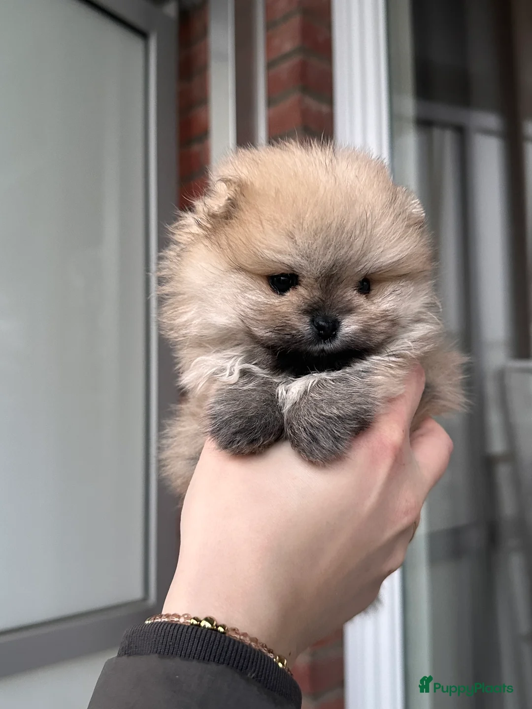 Pomeriaan honden te koop: Prachtige Pomeranian Dwergkees reutjes.  - Advertentie 2