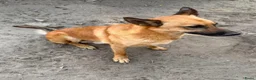 Mechelse Herder honden te koop: Mechelse Herders.Reu en Teef .. 3 jaar - Advertentie 10