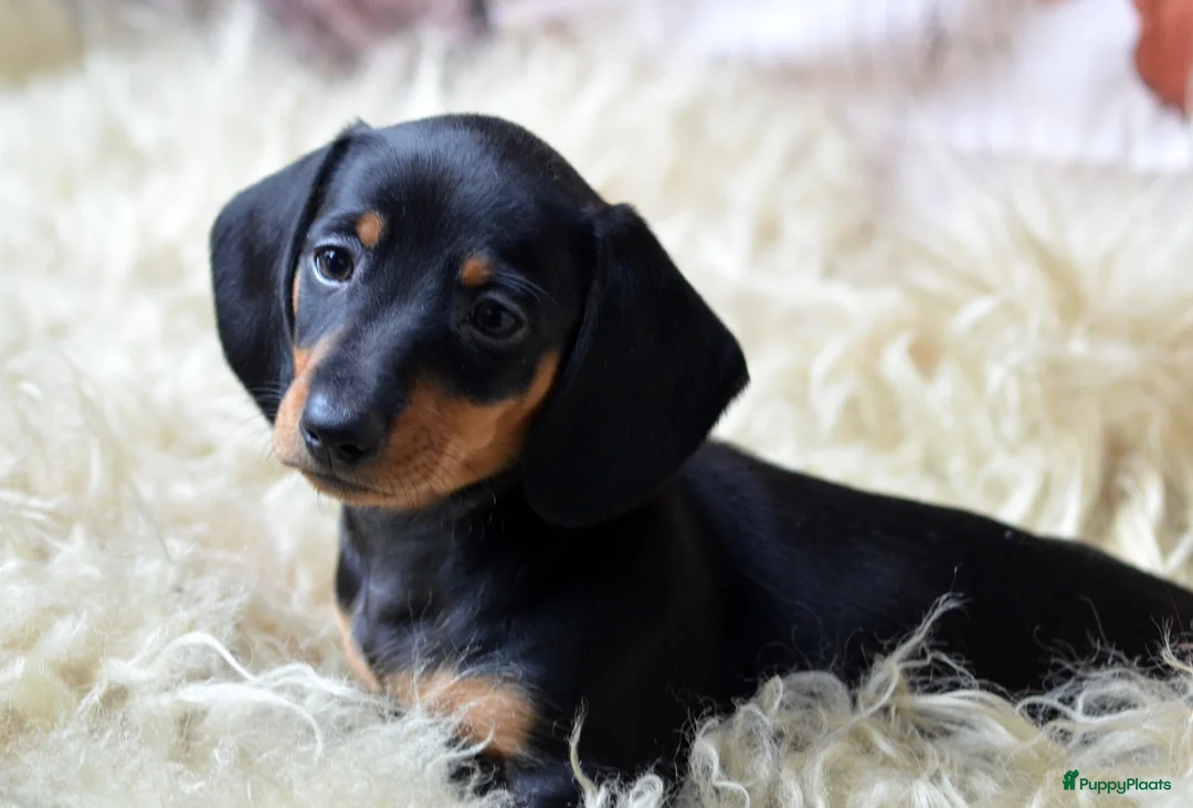 Teckel (korthaar)  honden te koop: Prachtige en lieve kortharige teckelpups. Teckel  - Advertentie 7