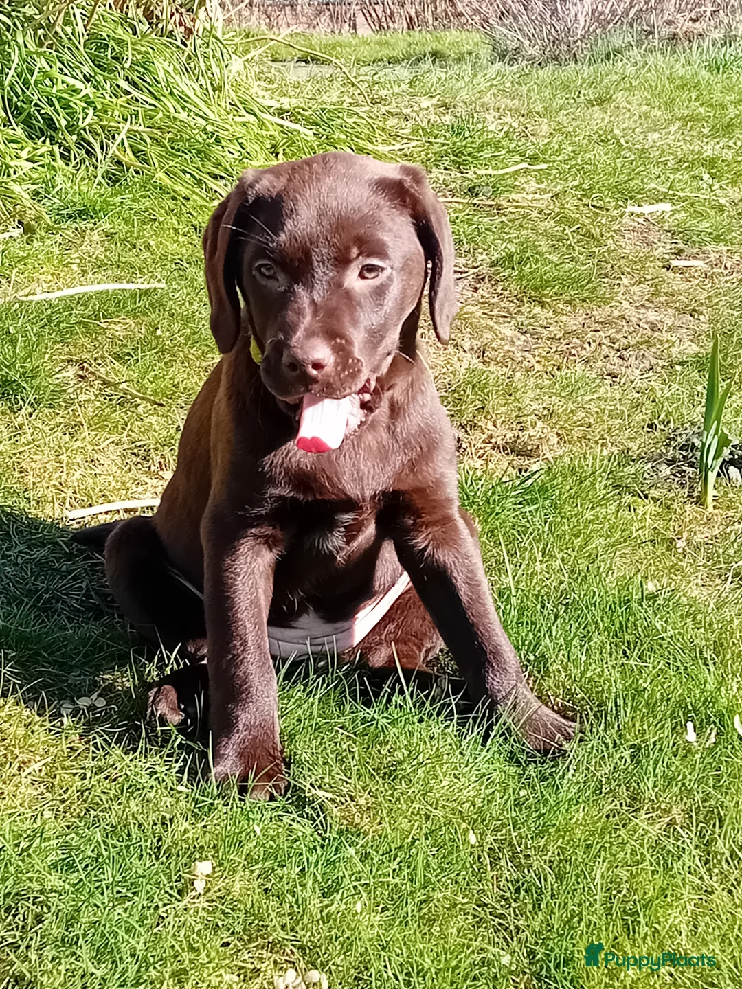 Labrador Retriever honden te koop: Mooie, lieve chocoladebruine pup - Advertentie 13