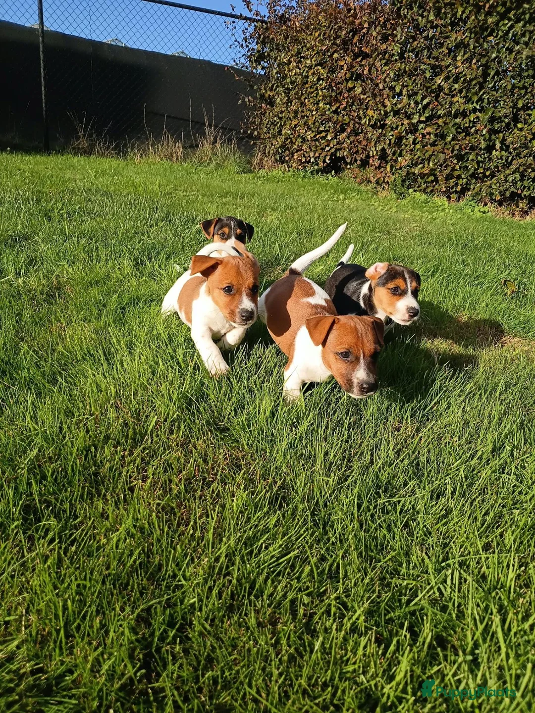 Jack Russel Terriër honden te koop: Jack russel - Advertentie 2