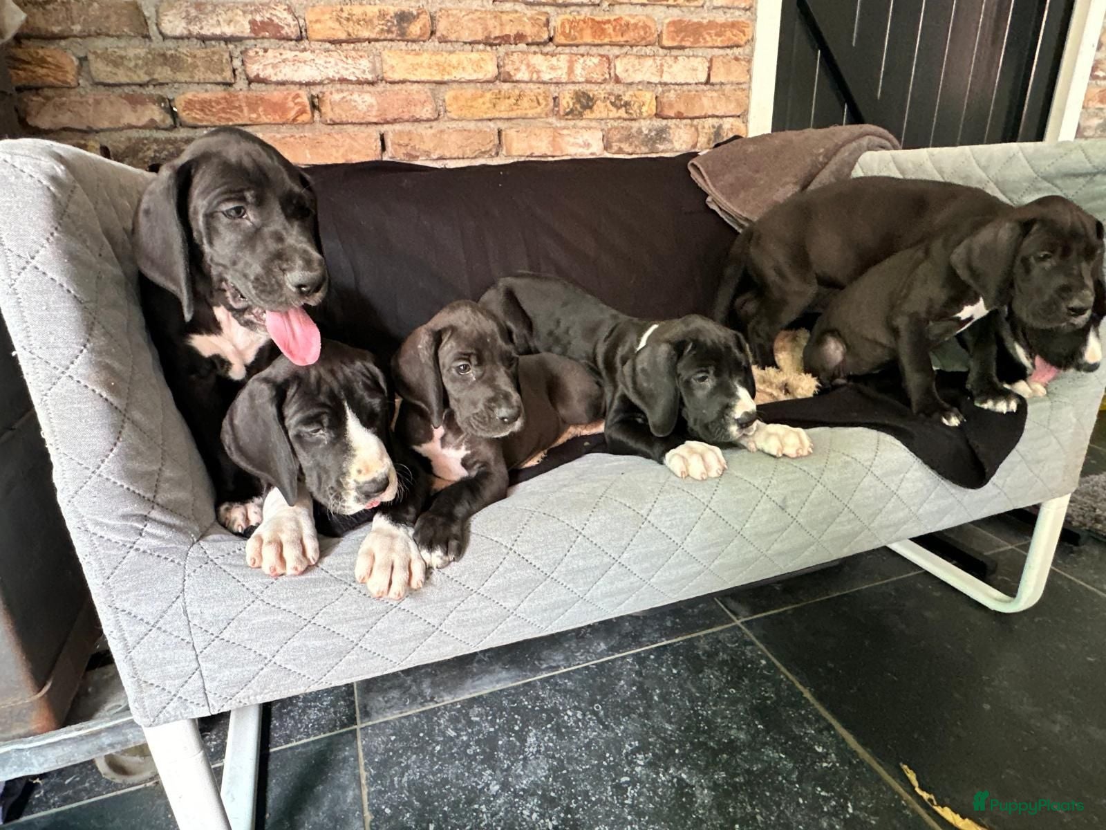 Duitse Dog honden Prachtige Duitse Dog pups zoeken een thuis - Advertentie 1