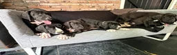Duitse Dog honden te koop: Prachtige Duitse Dog pups zoeken een thuis - Advertentie 10