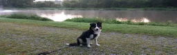 Kruising honden te koop: Bordecolie australian shepherd  - Advertentie 4