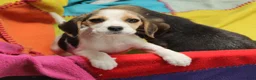 Beagle honden te koop: Beagle pups met stamboom  - Advertentie 5