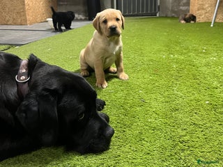 Kruising honden Prachtige pups (Labrador/Boxer & Benner Sennen) - Advertentie 1