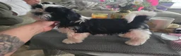 Shih Tzu honden te koop: Te koop raszuivere shih-tzu pup met fci stamboom  - Advertentie 3