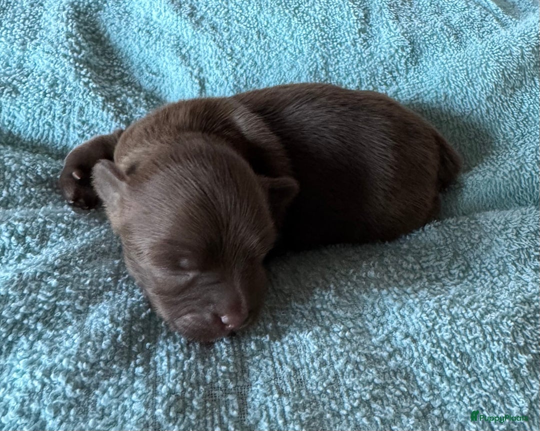 Bolonka Zwetna honden te koop: Bolonka Zwetna pups - kleine knuffels - Advertentie 16