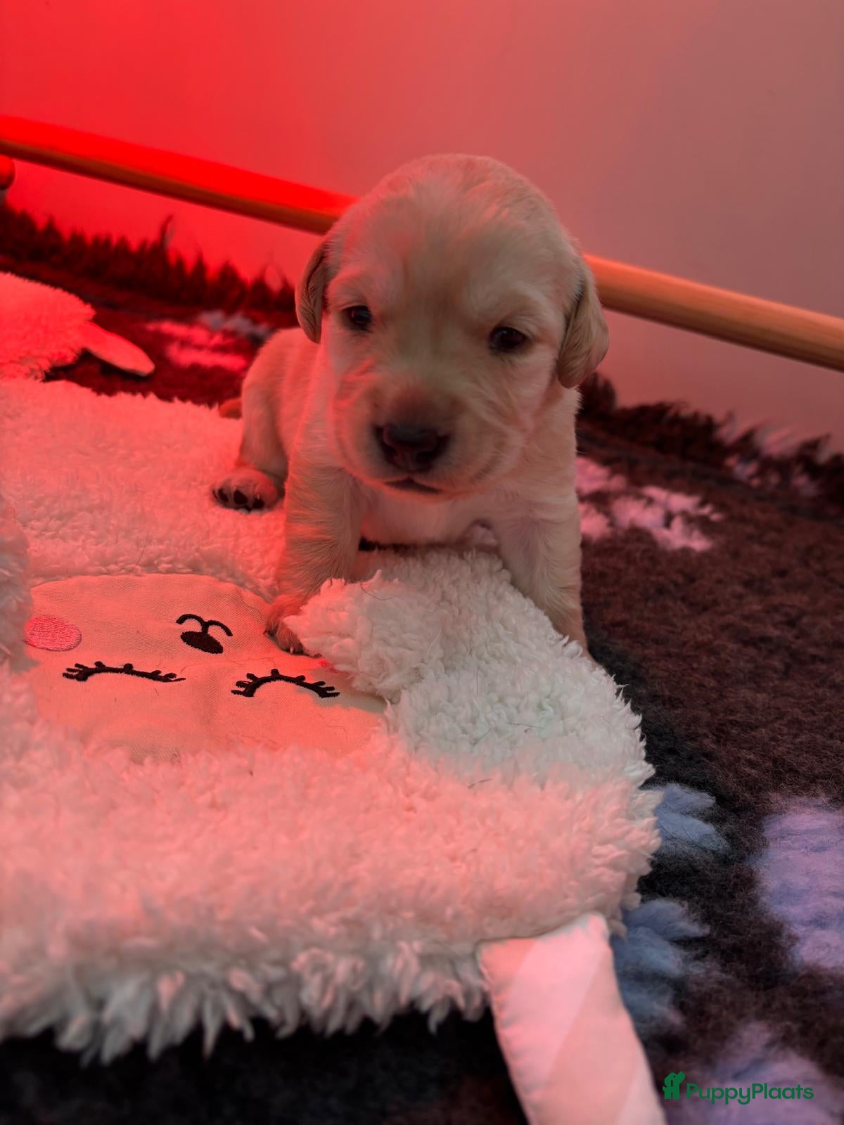 Labrador Retriever honden Labrador pups - Advertentie 8