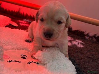 Labrador Retriever honden Labrador pups - Advertentie 1