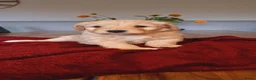 Kruising honden te koop: Labradoodle pups - Advertentie 13