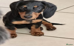 Teckel (korthaar)  honden te koop: 2 reutjes zoeken nieuw huisje - Afbeelding 3