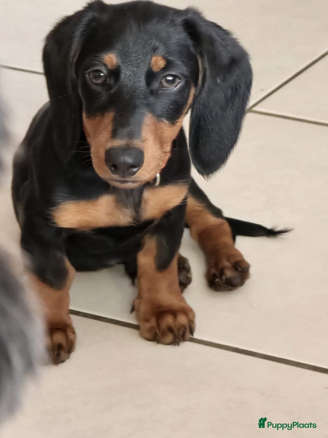 Teckel (korthaar)  honden te koop: 2 reutjes zoeken nieuw huisje - Afbeelding 3