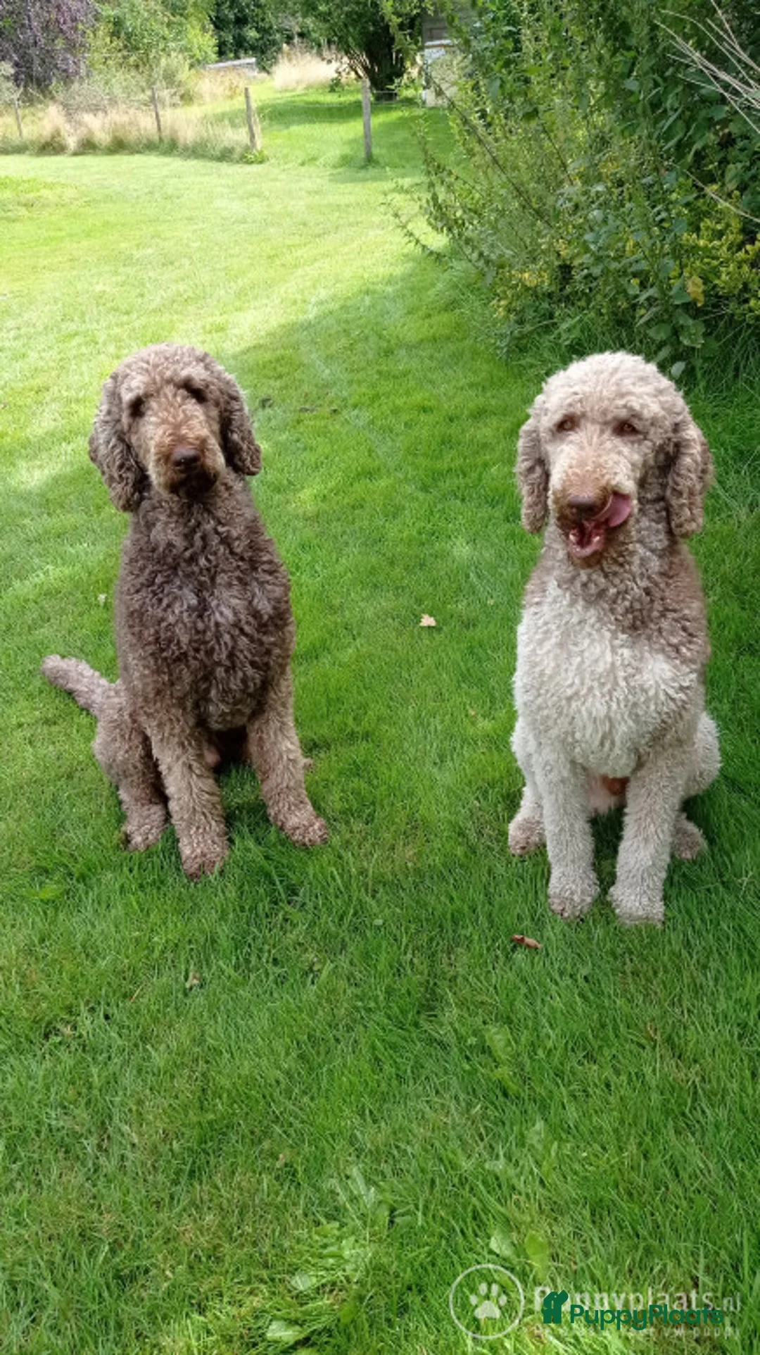 Poedel honden ter dekking: Raszuivere chocobruine en harlekijn koningspoedel in Markelo - Advertentie 2