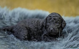 Labradoodle honden te koop: Prachtige multigen Labradoodles wavy vacht - Afbeelding 19