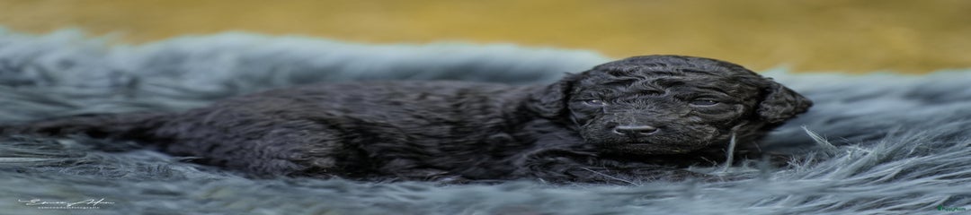 Labradoodle Puppy zwart