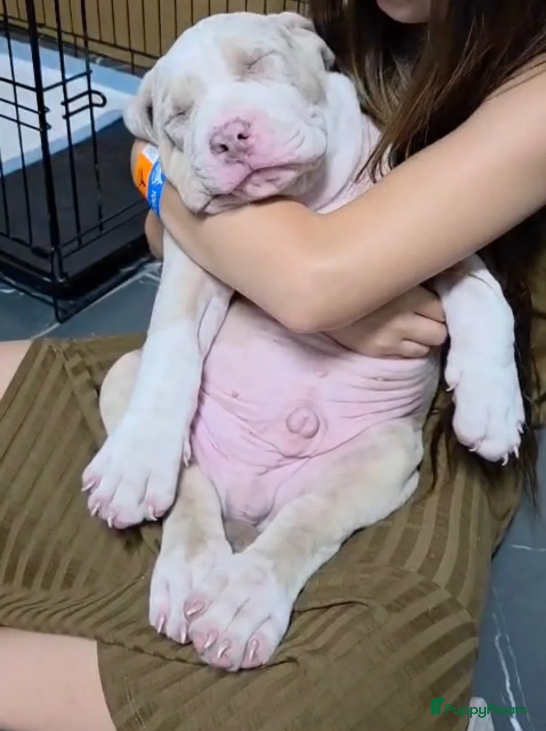 Amerikaanse Bully honden ter dekking: American Bully XL Dekreu  - Advertentie 34