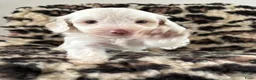Labradoodle honden te koop: Nog 4 Mini Labradoodle pups beschikbaar.  - Advertentie 14