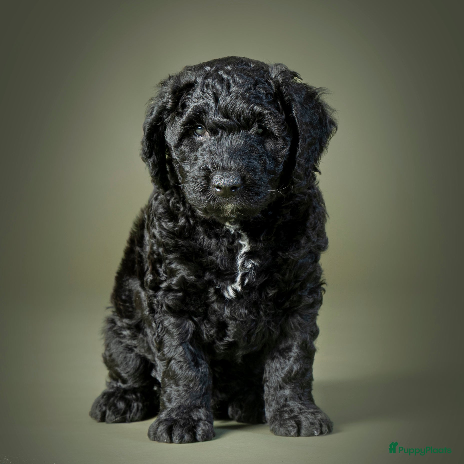Spaanse Waterhond honden Spaanse Waterhond Puppy - Advertentie 2