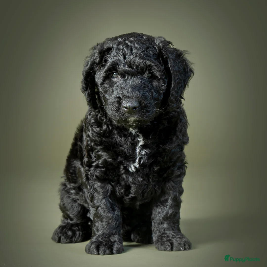 Spaanse Waterhond honden te koop: Spaanse Waterhond Puppy - Advertentie 2