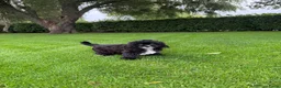 Kruising honden te koop: Boomer x Poedel (Boompoo) pups - Advertentie 12