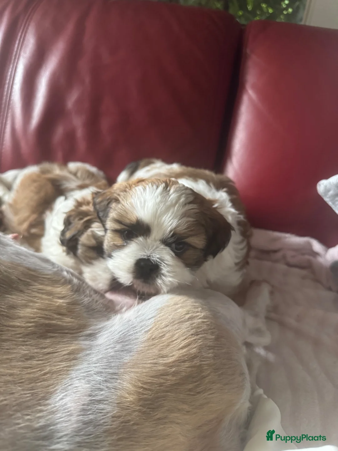 Shih Tzu honden te koop: twee raszuivere shih tzu-puppy's - Advertentie 11