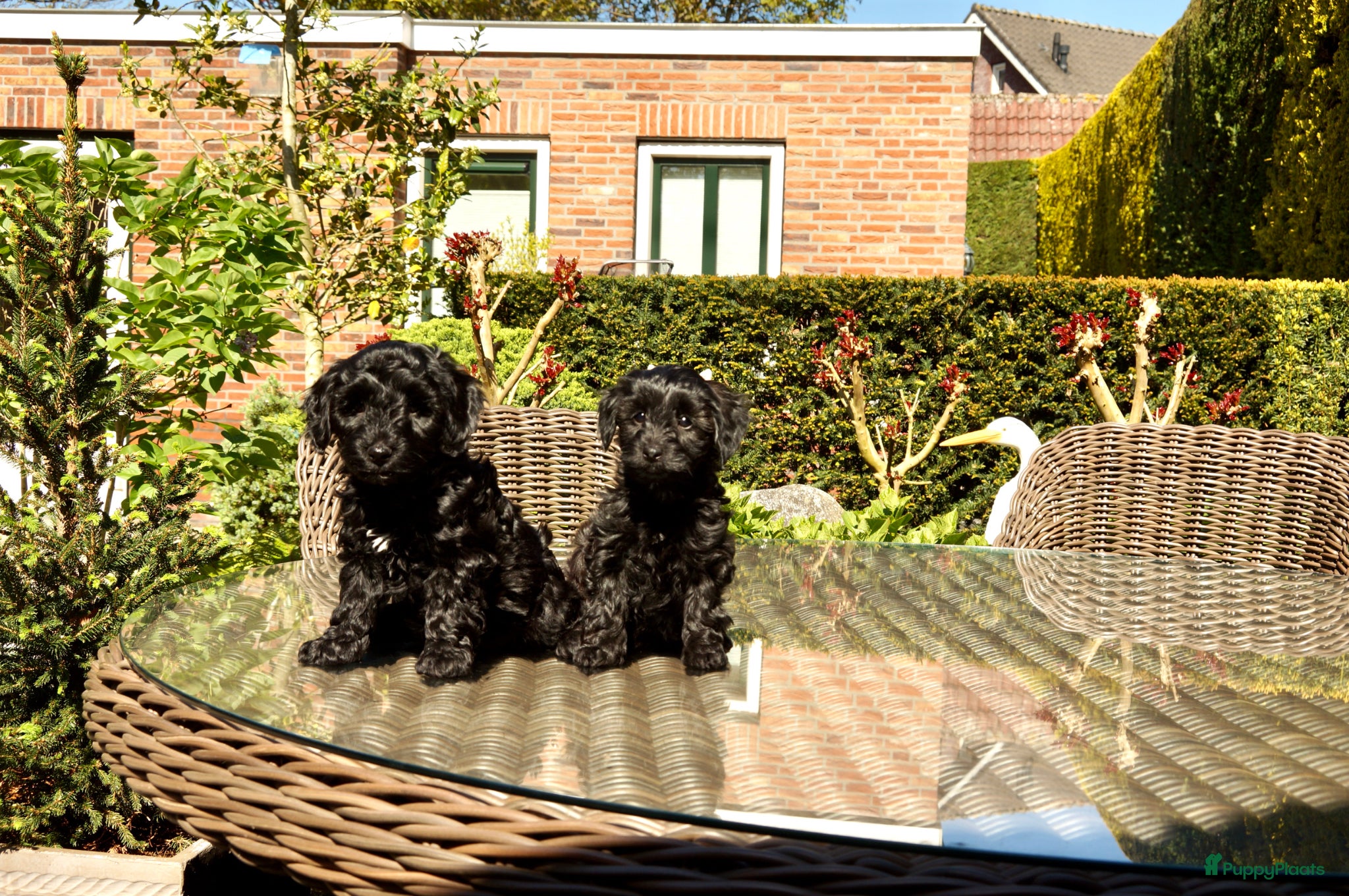 Kruising honden boomer drie kleur / papa poedel rood met stamboom. - Advertentie 6