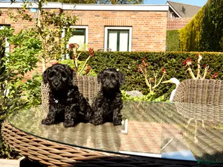 Kruising honden boomer drie kleur / papa poedel rood met stamboom. - Advertentie 4