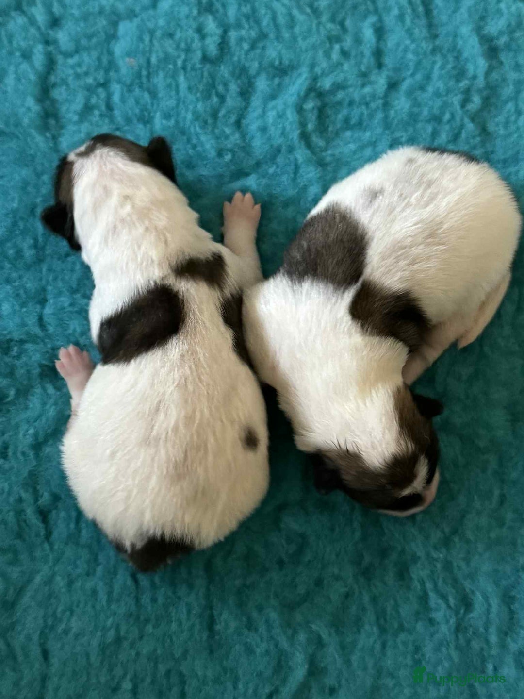 Thai Bangkaew Dog honden te koop: Thai Bangkaew Dog puppies - Advertentie 2