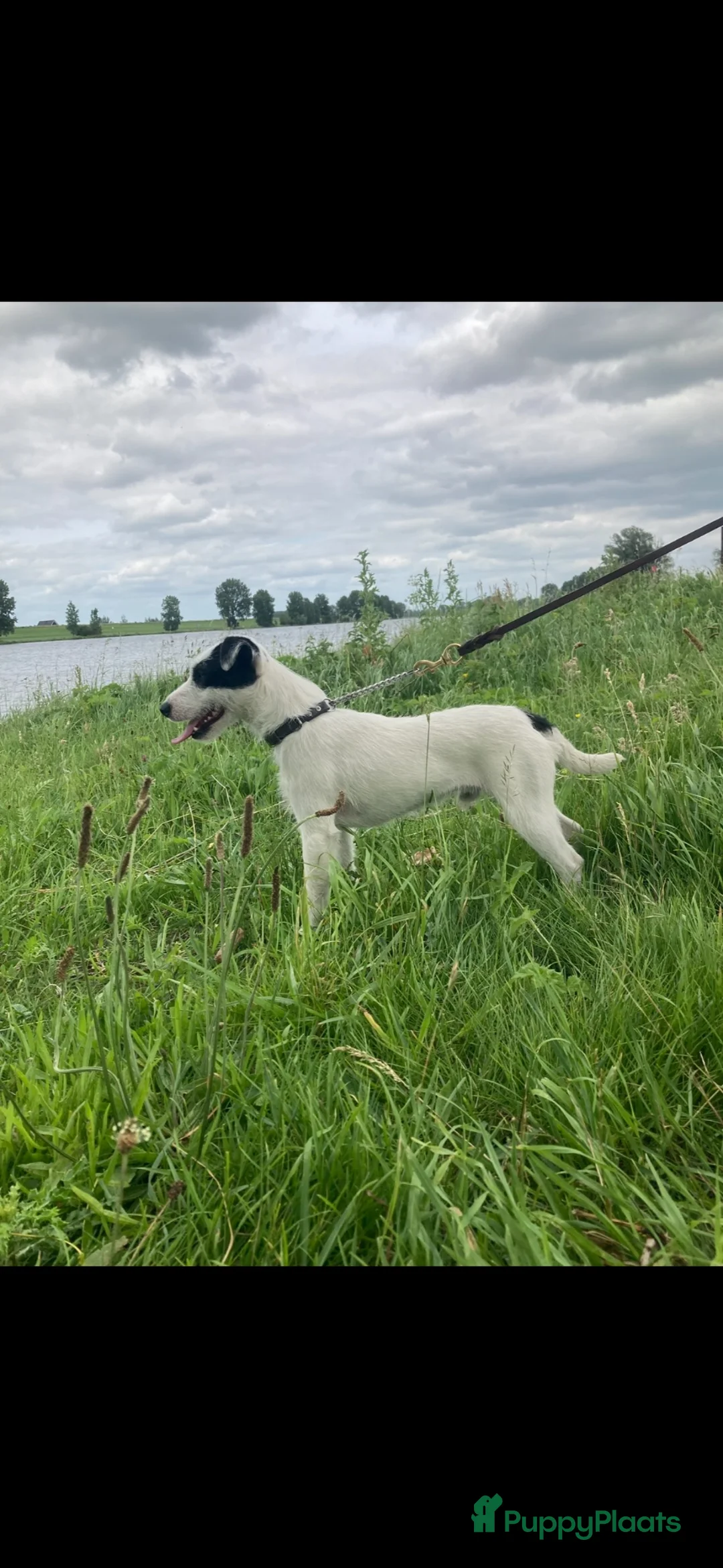 Parson Russell Terriër honden te koop: Mooie Parson russell terriër pup  - Advertentie 5
