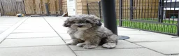 Kruising honden te koop: Prachtige dwerg/toy poedel puppys - Advertentie 33