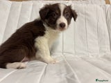 Kruising Puppy 4