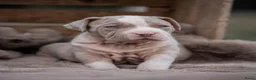 Amerikaanse Bully honden ter dekking: American Bully XL dekreu  - Advertentie 31