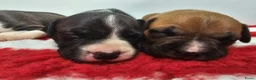 American Staffordshire Terriër honden te koop: Prachtige nestje amstaff pups - Advertentie 15
