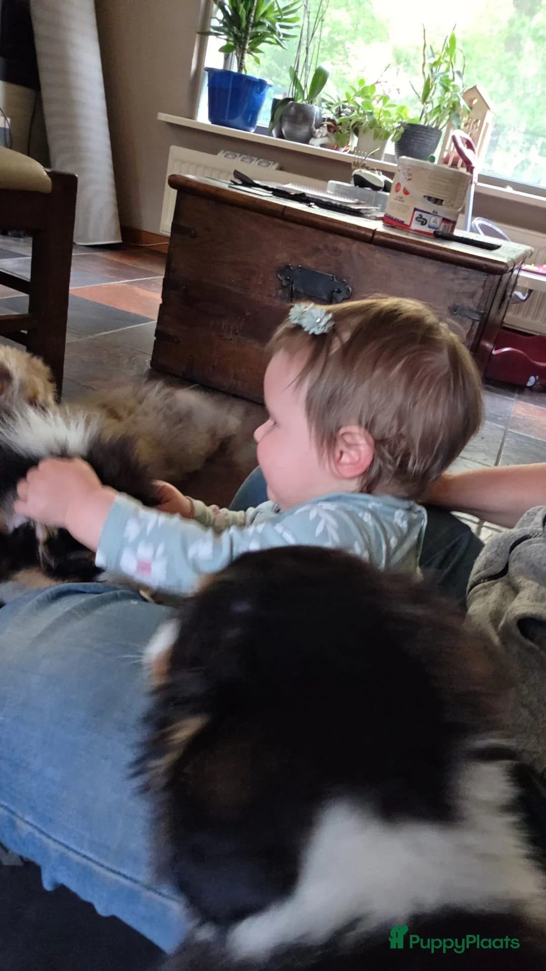 Australian Shepherd honden te koop: 🐾 Australian Shepherd pups, Super sociaal 🌸 - Advertentie 21